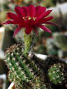 bordó Szobanövények Földimogyoró Kaktusz (Chamaecereus) fénykép