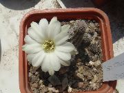 бял Стайни растения Фъстъчено Кактус (Chamaecereus) снимка