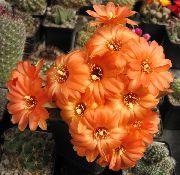 orange Zimmerpflanzen Erdnuss-Kaktus (Chamaecereus) foto