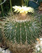 бял Стайни растения Eriocactus  снимка
