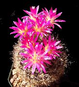 rosa Krukväxter Trattkaktussläktet (Eriosyce) foto