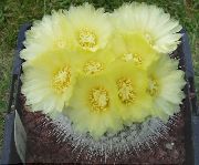 dzeltens Telpaugi Ball Kaktuss (Notocactus) foto