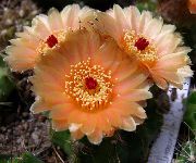 naranja Plantas de interior Ball Cactus (Notocactus) foto
