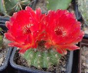 rojo Plantas de interior Ball Cactus (Notocactus) foto