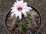 bílá Pokojové rostliny Koule Kaktus (Notocactus) fotografie