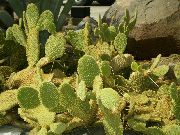žuti Sobne biljke Plod Kaktusa Za Jelo (Opuntia) foto
