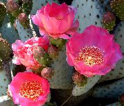 roze Sobne biljke Plod Kaktusa Za Jelo (Opuntia) foto