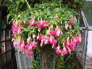 ροζ φυτά εσωτερικού χώρου Φουξία λουλούδι (Fuchsia) φωτογραφία