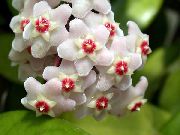 fehér Szobanövények Hoya, Menyasszonyi Csokor, Madagaszkár Jázmin, Viasz Virág, Virágfüzér Virág, Floradora, Hawaii Esküvői Virág   fénykép