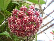κόκκινο κρασί φυτά εσωτερικού χώρου Hoya, Νυφική ​​ανθοδέσμη, Τη Μαδαγασκάρη Γιασεμί, Κερί Λουλούδι, Στεφάνι Λουλούδι, Floradora, Χαβάης Λουλουδιών Γάμου   φωτογραφία