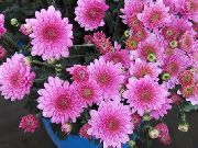 розов Стайни растения Цветарите Майка, Пот Майка Цвете (Chrysanthemum) снимка