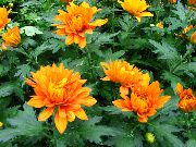 оранжев Стайни растения Цветарите Майка, Пот Майка Цвете (Chrysanthemum) снимка