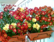 vin roșu Plante de interior Florarii Mama, Pot Mama Floare (Chrysanthemum) fotografie