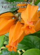 oranžový  Gold Prst Rostlina Květina (Juanulloa aurantiaca, Juanulloa mexicana) fotografie
