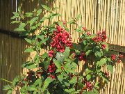 raudonas Vidinis augalai Cestrum žiedas  nuotrauka