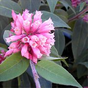 ვარდისფერი შიდა მცენარეები Cestrum ყვავილების  ფოტო