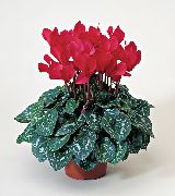 roșu Plante de interior Violet Persană Floare (Cyclamen) fotografie