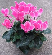 růžový Pokojové rostliny Perština Fialová Květina (Cyclamen) fotografie
