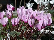 lila Kamerplanten Perzisch Violet Bloem (Cyclamen) foto