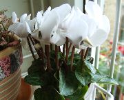bílá Pokojové rostliny Perština Fialová Květina (Cyclamen) fotografie