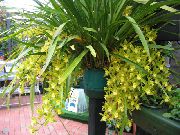 sarı Kapalı bitkiler Cymbidium çiçek  fotoğraf