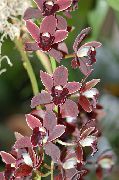 koyu kırmızı Kapalı bitkiler Cymbidium çiçek  fotoğraf