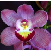 Cymbidium lilás Flor