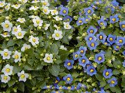 biela Izbové Rastliny Perzština Fialový Kvetina (Exacum) fotografie