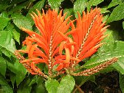 オレンジ  シマウマ植物、オレンジエビプラント フラワー (Aphelandra) フォト