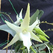 biela Izbové Rastliny Kométa Orchidea, Betlehemská Hviezda Orchidea Kvetina (Angraecum) fotografie