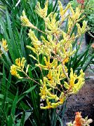 amarelo Plantas de interior Kangaroo Paw Flor (Anigozanthos flavidus) foto