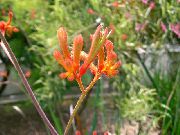 laranja Plantas de interior Kangaroo Paw Flor (Anigozanthos flavidus) foto
