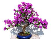 紫丁香 室内植物 花纸  (Bougainvillea) 照片