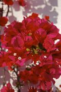 czerwony Rośliny domowe Bugenwilli (Areca) Kwiat (Bougainvillea) zdjęcie