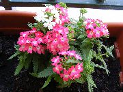 ვარდისფერი შიდა მცენარეები ვერბენა ყვავილების (Verbena Hybrida) ფოტო
