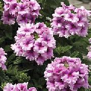 Verbena lilás Flor