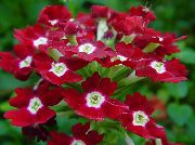 бордовий Домашні рослини Вербена Квітка (Verbena Hybrida) фото