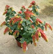 бял Стайни растения Червени Скариди Растителна Цвете (Beloperone guttata) снимка