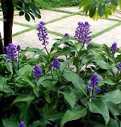 σκούρο μπλε φυτά εσωτερικού χώρου Μπλε Τζίντζερ λουλούδι (Dichorisandra) φωτογραφία