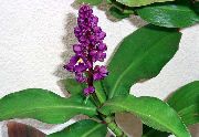 фіолетовий Домашні рослини Дихоризандра Квітка (Dichorisandra) фото