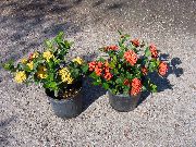 kırmızı Kapalı bitkiler Kırık Çömlek, Turuncu Prensi çiçek (Ixora) fotoğraf
