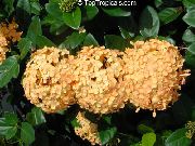 turuncu Kapalı bitkiler Kırık Çömlek, Turuncu Prensi çiçek (Ixora) fotoğraf