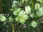 білий Домашні рослини Каллістемон (Краснотичіннік) Квітка (Callistemon) фото
