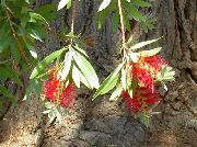 punainen Huonekasvit Bottlebrush Kukka (Callistemon) kuva