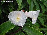 білий Домашні рослини Костус Вогненно-Червоний Квітка (Costus) фото