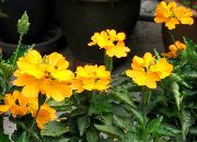 黄 屋内植物 爆竹の花 フラワー (Crossandra) フォト