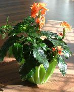 オレンジ 屋内植物 爆竹の花 フラワー (Crossandra) フォト
