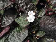 λευκό φυτά εσωτερικού χώρου Φυτό Βάφλα λουλούδι (Hemigraphis) φωτογραφία