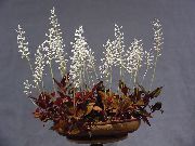 ホワイト 屋内植物 宝石蘭 フラワー (Ludisia) フォト