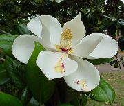 ホワイト 屋内植物 モクレン フラワー (Magnolia) フォト